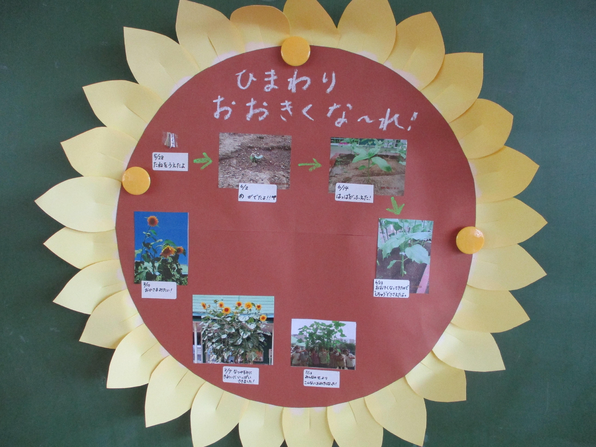 ひまわりを見てみよう！（年少組）